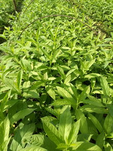 播种时间怎么选？记住这三句话：