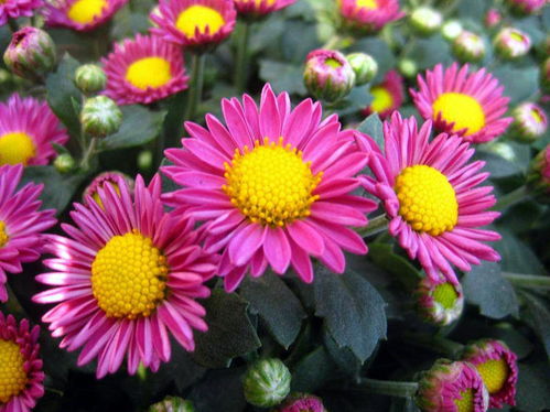 多季花开， 美丽无限——藤本月季品种大盘点