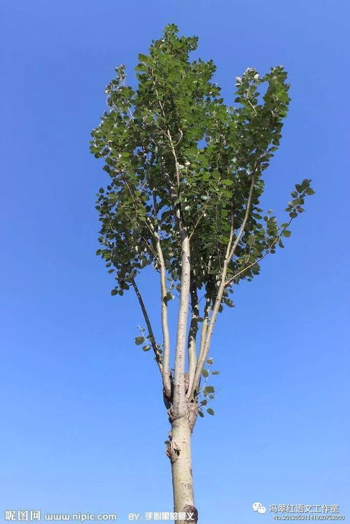 松柏的树干是直的还是弯曲的？叶子是针状还是鳞片状