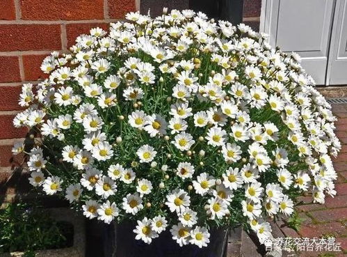 冬季玫瑰盆栽怎么养？如何让花朵绽放更艳丽