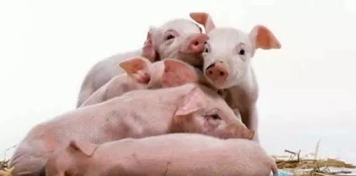 微生态制剂如何帮助仔猪少生病、快速成长？
