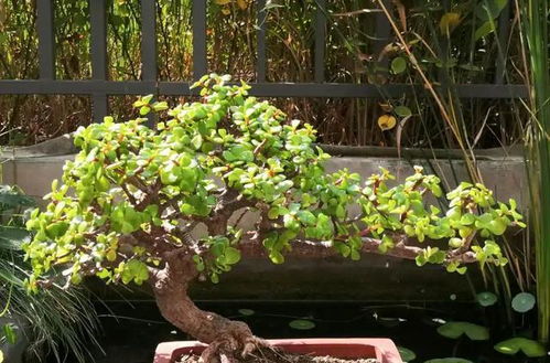 农大本科生在家种花日常