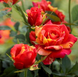 戏法柯德娜月季的优点：