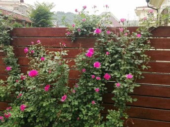 2. 绿之佳花卉（供应链王者）