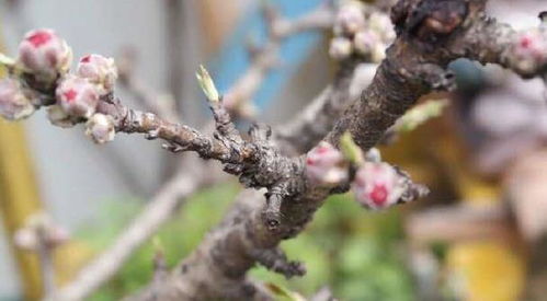 朱槿花芽干枯了怎么办？