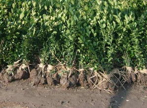 煤污病， 绿色家园的“黑衣人”