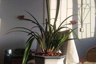 兰花摆放位置的注意事项