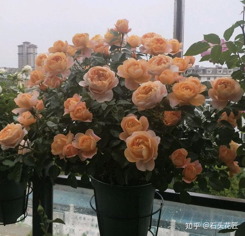 阳台种植月季的关键