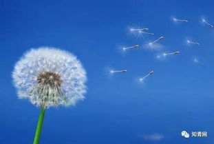 蒲公英的繁殖方式
