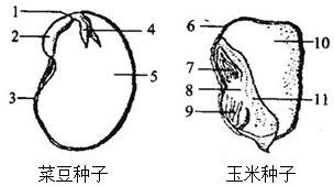 菜豆种子结构图，先看种皮和胚乳