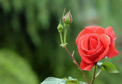 月季：南北通吃的花中皇后