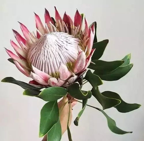 去叶控菌