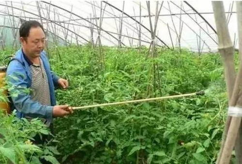 月季叶面肥的选择和使用