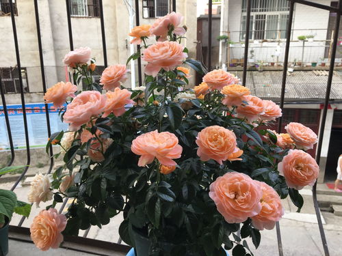 修剪捆绑， 通风晾晒