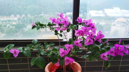木槿花扦插时如何提高成活率？掌握哪些技巧和时间节点最关键