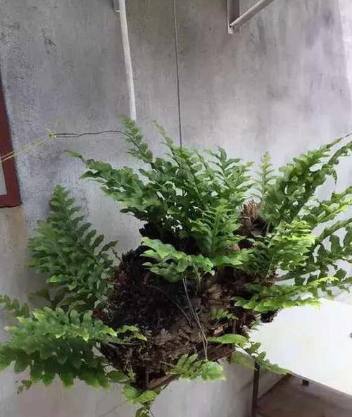 爬山虎，墙上的绿精灵