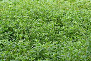 用除草剂要注意啥子？