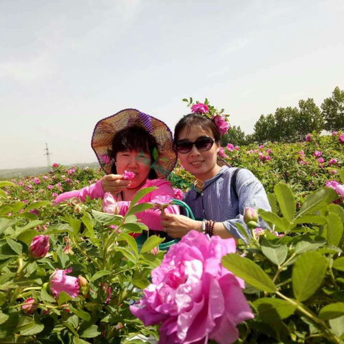 货车上的花苗儿， 心中的花海