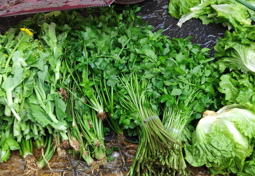 水芹菜：河边田埂的常见蔬菜