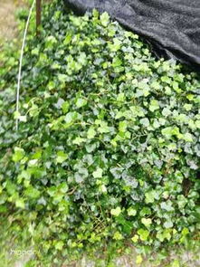 公园里的花叶蔓， 美得让人心醉