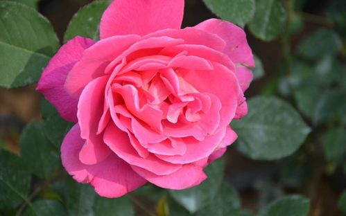 二、 月季：花开花落，四季不败