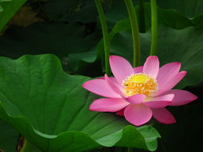 荷花冬天保存，北方盆友堪过来！