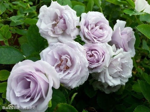 蓝色绒球：耐热的包子型切花