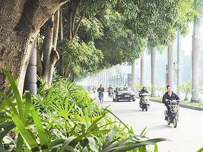 南京雪松， 冬日里的绿意盎然