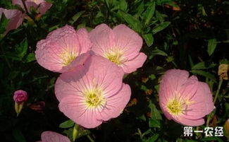 紫荆花与紫薇花的差异之处