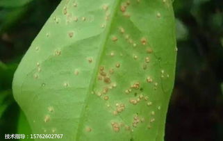 防治柑橘流胶病：春季是关键