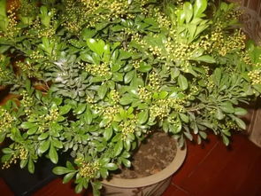 典型案例：根系保持灰绿本色的秘诀