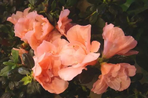 杜鹃花好养活吗？有哪些正确的养护方法可以让我轻松养好它