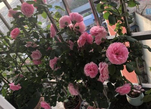 月季花期延长技巧