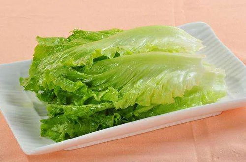 生菜：冬季的“绿叶子”