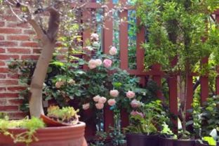 绿叶植物， 净化空气