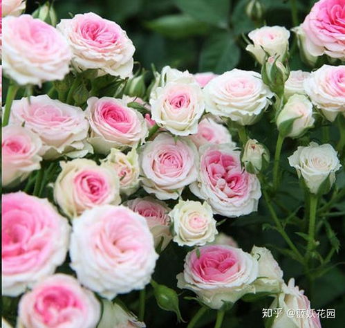 6. 玛姬婶婶月季：普及度广， 口碑超好