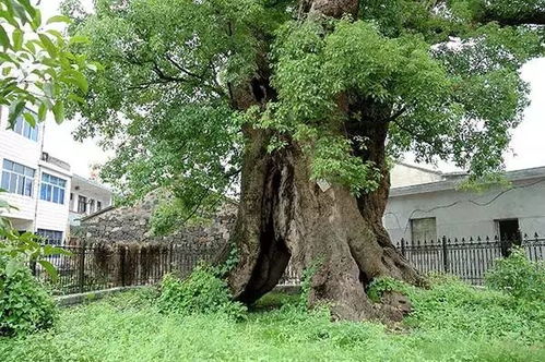 地域影响，南方种子比北方大