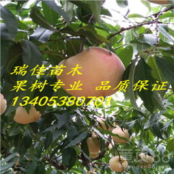 本地市场逛一逛