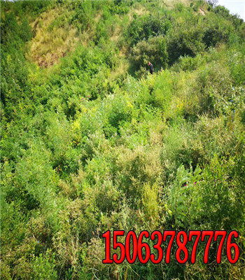 选草种有诀窍，不是随便种！