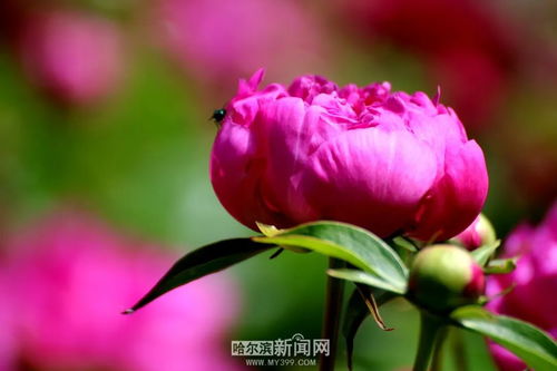盆栽芍药何时绽放？不同品种花期有何差异