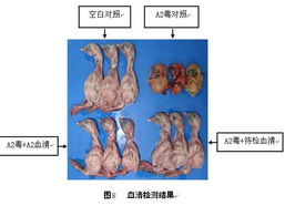 禽肾型传染性支气管炎：高效防控畜牧养殖难题
