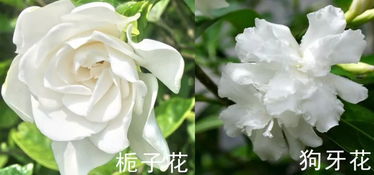 狗牙花香气浓郁，栀子花香清新