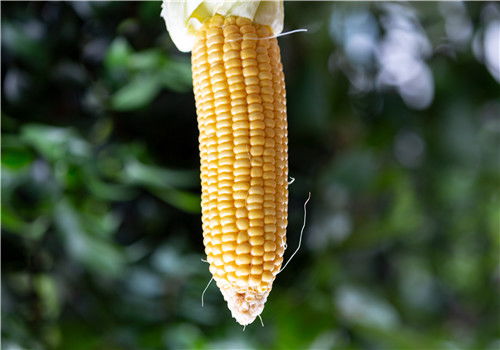 种植玉米时使用什么肥料效果最佳