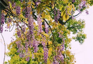 探寻广东紫藤花之美