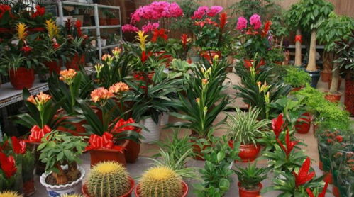 花卉市场现状分析与发展前景