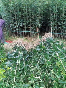 桂花苗盆栽种植技巧：提高成活率的秘诀！