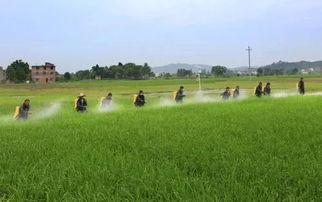 乳油的组成和作用