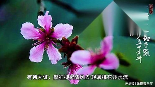 桃花的花语是什么？这些含义你了解吗