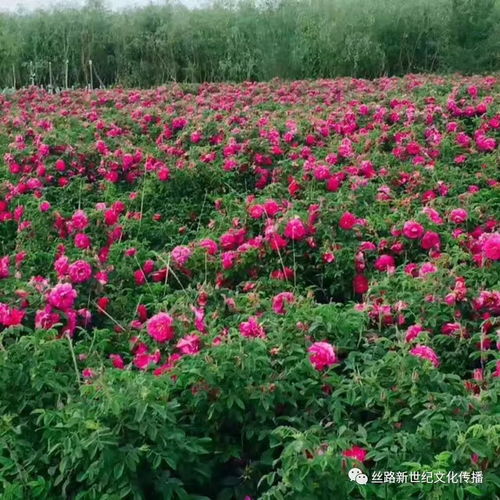玫瑰花开了你何时归来