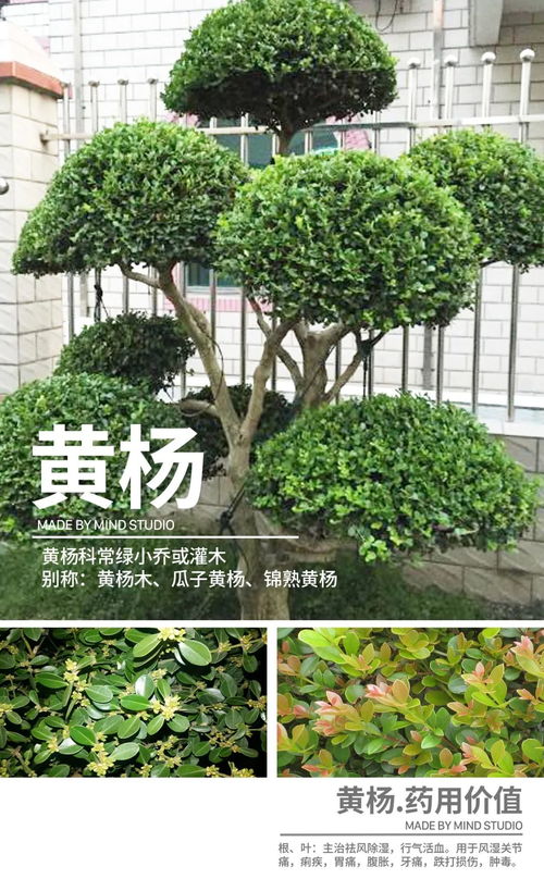 园林植物养护的重要性